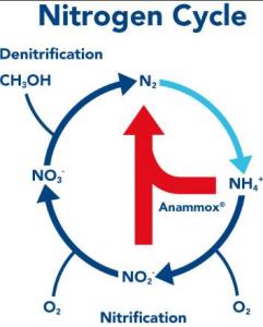 anammox_nitrogen_cycle.png