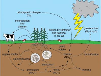 nitrogen_cycle_from_www.shmoop_1