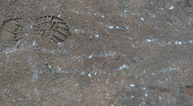 smaller_blue-green_algae_